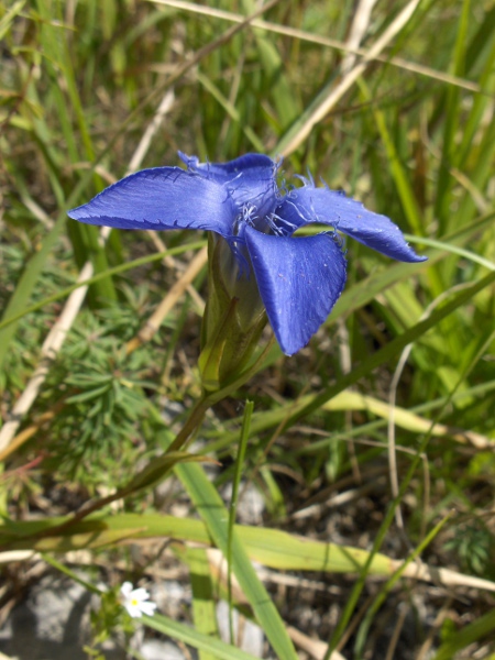 fringed gentian / Gentianopsis ciliata: _Gentianopsis ciliata_ is only known from one British site, on chalk grassland in Buckinghamshire.