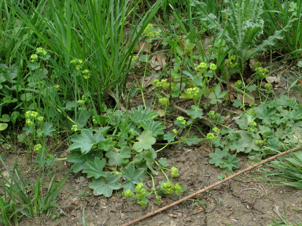 slender lady’s-mantle / Alchemilla filicaulis