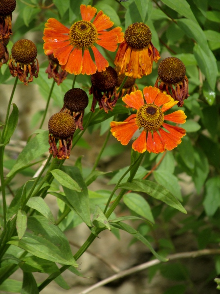 sneezeweed / Helenium × clementii: Many cultivars of _Helenium_ × _clementii_ have been developed, with various flower colours. This is ’Moerheim Beauty’.