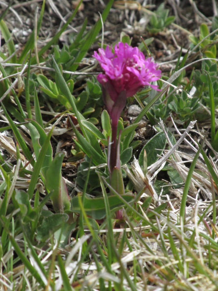 Alpine catchfly / Silene suecica: _Silene suecica_ is a popular garden plant but also grows wild at one site in the Lake District (VC70) and one in Angus (VC90).