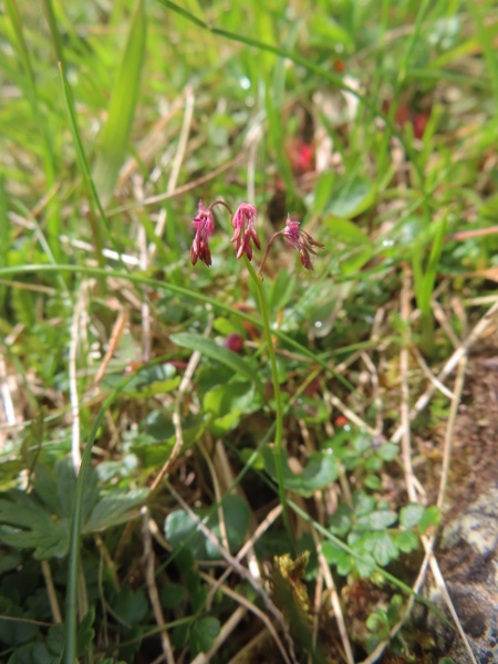 Alpine meadow-rue / Thalictrum alpinum: _Thalictrum alpinum_ is an <a href="aa.html">Arctic–Alpine</a> plant of base-rich areas; it differs from its congeners in that its leaves are shiny and its inflorescences are simple racemes.