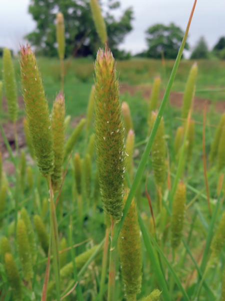 awned Canary-grass / Phalaris paradoxa: The tall, dense, cylindrical heads of _Phalaris paradoxa_ are composed of groups of several spikelets, in which only one or two contain fertile flowers.