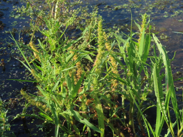 golden dock / Rumex maritimus: _Rumex maritimus_ is a semi-aquatic, usually inland (not maritime) dock, found on the muddy margins of pools, particularly in central and eastern England.
