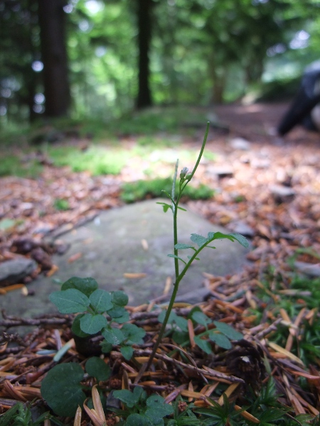 wavy bitter-cress / Cardamine flexuosa: _Cardamine flexuosa_ is often confused with _Cardamine hirsuta_, but it has far fewer basal leaves, with more leaflets each, and typically has 6 stamens in each flower.