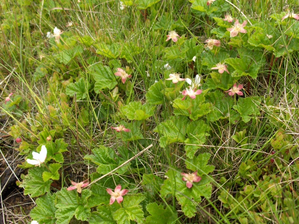 cloudberry / Rubus chamaemorus: _Rubus chamaemorus_ is an Arctic species that occurs from Scotland as far south as the Berwyn Mountains in North Wales.