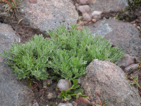 Norwegian mugwort / Artemisia norvegica: Leaves