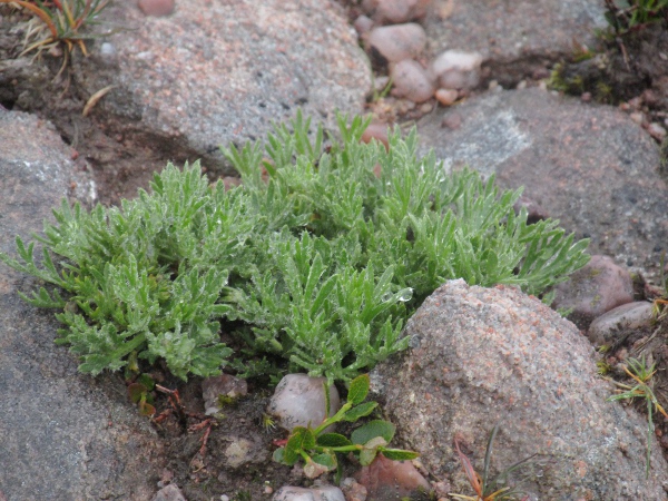 Norwegian mugwort / Artemisia norvegica