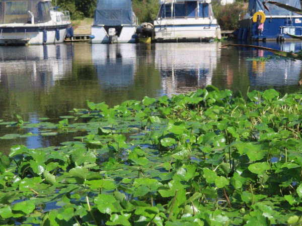 floating pennywort / Hydrocotyle ranunculoides: _Hydrocotyle ranunculoides_ is a North American aquatic plant that is spreading rapidly both vegetatively and by seed along many of our waterways.