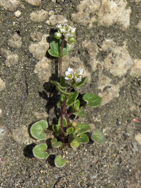 Danish scurvy-grass / Cochlearia danica: _Cochlearia danica_ differs from the _Cochlearia officinalis_ aggregate (_C. officinalis_, _C. pyrenaica_ and _C. micacea_) in that its upper leaves are usually petiolate.