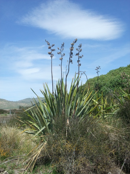 New Zealand flax / Phormium tenax: _Phormium tenax_ is a large perennial herb native to New Zealand, with tough leaves up to 3 m long and stems up to 4 m high.