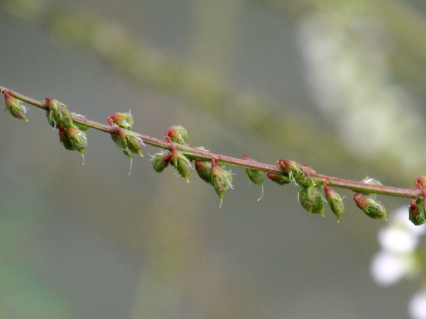 white melilot / Melilotus albus: The fruit-pods of _Melilotus albus_ are brown when ripe.