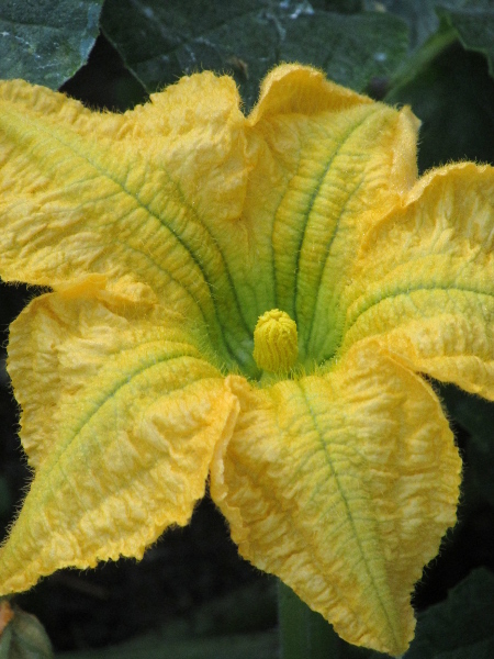 marrow / Cucurbita pepo: Male flowers of _Cucurbita pepo_ have 3 stamens.