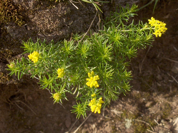 lady’s bedstraw / Galium verum: A dwarf form with internodes shorter than the leaves, _Galium verum_ var. _maritimum_, grows in coastal areas.