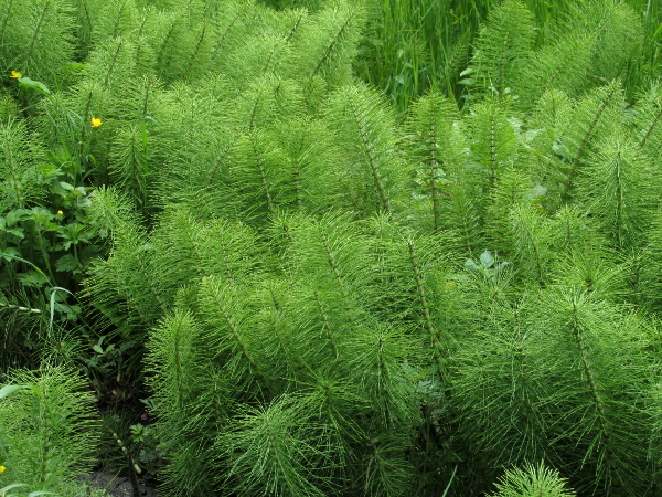 great horsetail / Equisetum telmateia: _Equisetum telmateia_ is our largest horsetail, found across most of England, Wales and Ireland, and southern, western and north-eastern parts of Scotland.