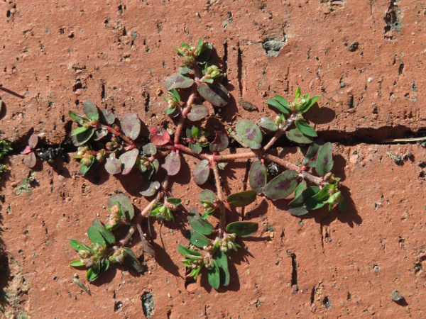 spotted spurge / Euphorbia maculata: _Euphorbia maculata_ is prostrate annual herb native to the Americas, from Canada to Belize, but has become naturalised at a number of sites across Britain and Ireland (and the rest of the world).