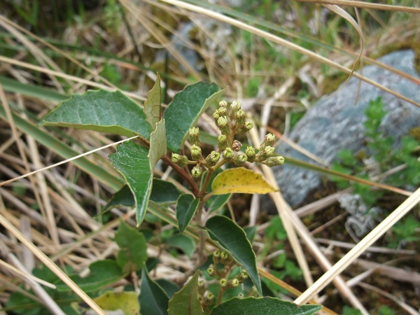 hedge ragwort / Brachyglottis repanda