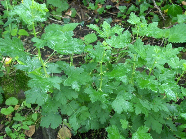 gooseberry / Ribes uva-crispa: _Ribes uva-crispa_ is well naturalised in woods across the British Isles; its stiff spines separate from every other currant except the very uncommon _Ribes divaricatum_.