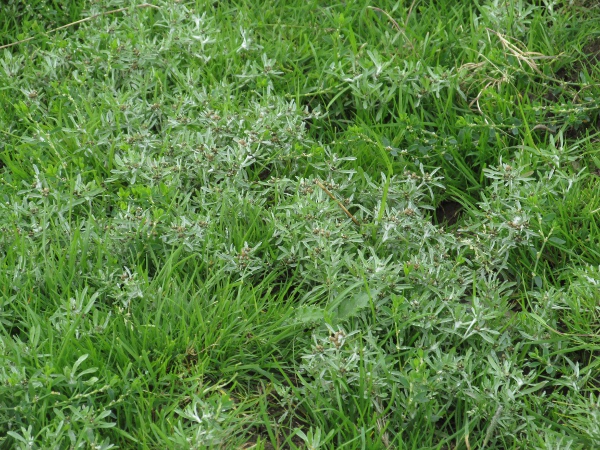 marsh cudweed / Gnaphalium uliginosum: _Gnaphalium uliginosum_ grows in trampled or otherwise disturbed acidic soils, including farmland, heathland and woodland.