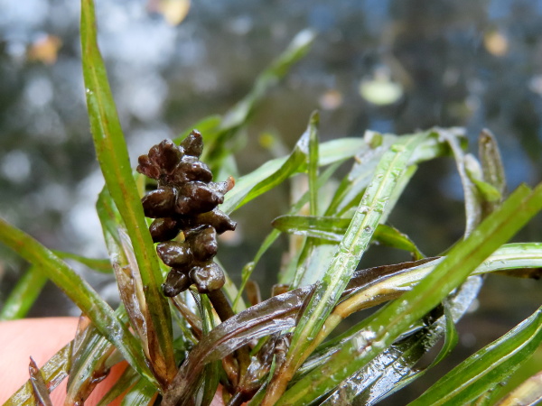 blunt-leaved pondweed / Potamogeton obtusifolius