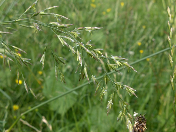 tall fescue / Schedonorus arundinaceus: Flowers