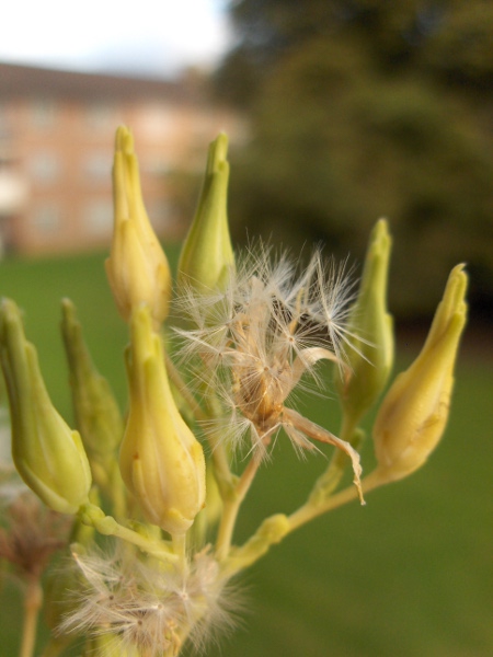 garden lettuce / Lactuca sativa: A long, narrow, white beak separates the body of each achene from its pappus.