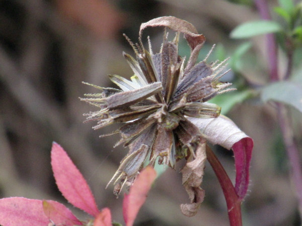 trifid bur-marigold / Bidens tripartita