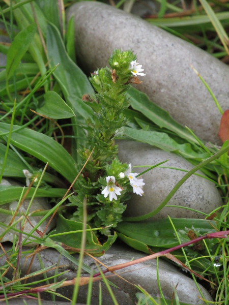 western eyebright / Euphrasia tetraquetra