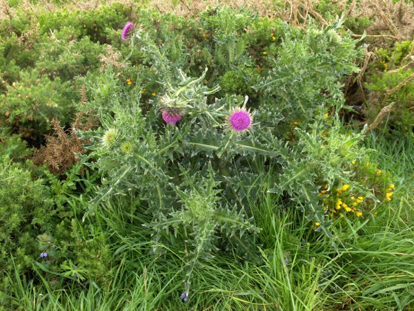 musk thistle / Carduus nutans: The flower-heads of _Carduus nutans_ are large and usually nodding; the phyllaries are relatively broad, with a slight narrowing at the base.