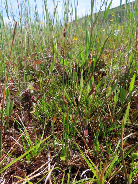 slender spike-rush / Eleocharis uniglumis: _Eleocharis uniglumis_ grows in damp coastal and base-rich inland sites.