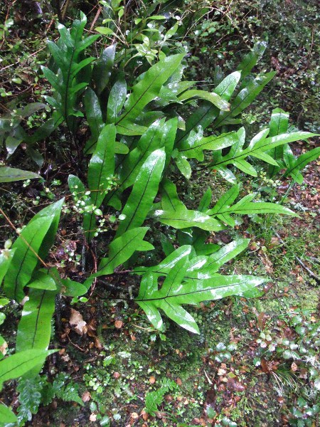 kangaroo fern / Phymatosorus diversifolius: _Phymatosorus diversifolius_ differs from _Polypodium_ in having a cuneate leaf-base; it is native to Australia and New Zealand.