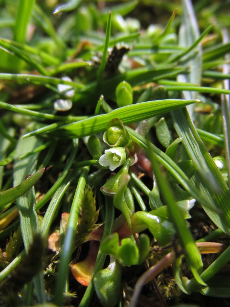 blinks / Montia fontana: _Montia fontana_ is a very small plant of wet ground; its flowers have 5 petals, but only 2 enveloping sepals.