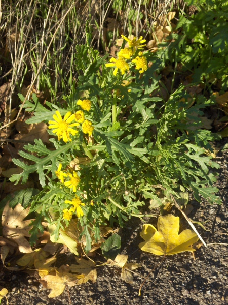 Oxford ragwort / Senecio squalidus: _Senecio squalidus_ is a hybrid that arose in the Oxford Botanic Garden between two Sicilian species – _Senecio chrysanthemifolius_ and _Senecio aetnensis_.