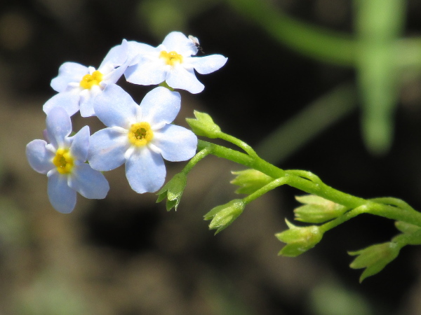 tufted forget-me-not / Myosotis laxa: The calyx of _Myosotis laxa_ has lobes that are longer than wide, unlike the equilateral triangles of _Myosotis scorpioides_.