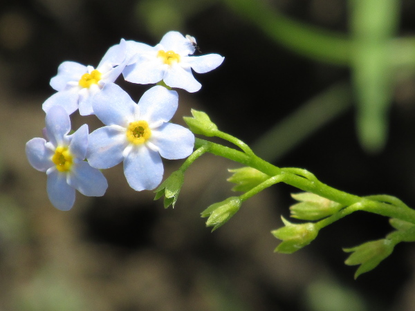 tufted forget-me-not / Myosotis laxa