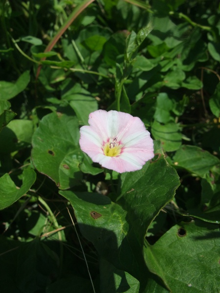 field bindweed / Convolvulus arvensis: _Convolvulus arvensis_ is a widespread weed of arable fields and rough ground.