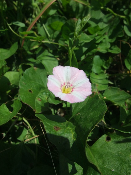 field bindweed / Convolvulus arvensis