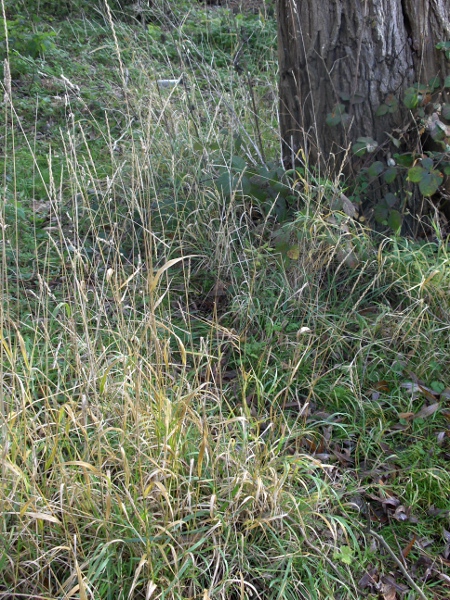 bearded couch / Elymus caninus: _Elymus caninus_ grows in woodland and shady riverbanks, as well as steep rocky sites in upland areas.