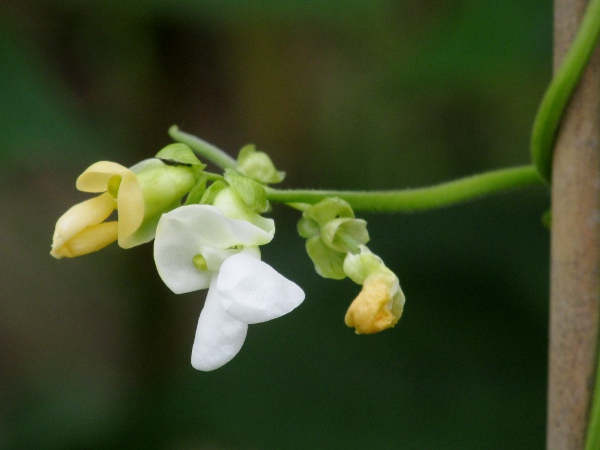 French bean / Phaseolus vulgaris