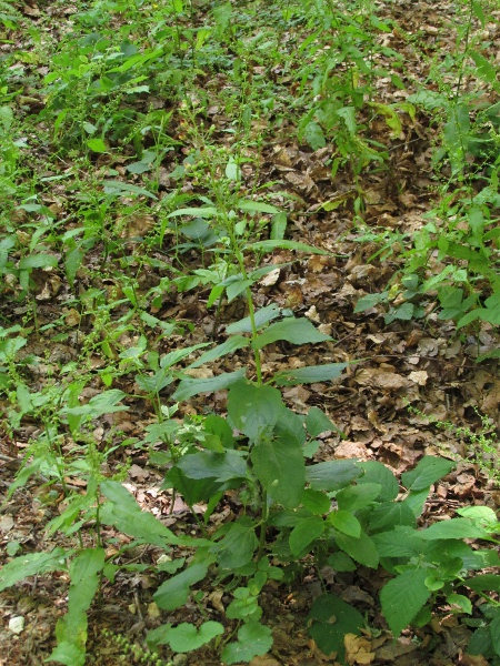 common figwort / Scrophularia nodosa