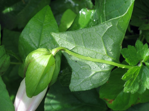 hairy bindweed / Calystegia pulchra