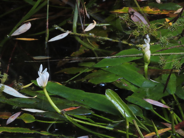 Cape pondweed / Aponogeton distachyos: _Aponogeton distachyos_ is a species of pondweed native to South Africa, but naturalised at a few sites; its inflorescences comprise a pair of flowering spikes, with each flower having a single large, white tepal.