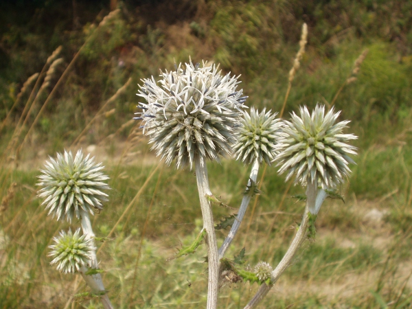 glandular globe-thistle / Echinops sphaerocephalus: _Echinops sphaerocephalus_ is an occasional garden escape in Great Britain; it has greyish corollas and glandular hairs on the phyllaries.