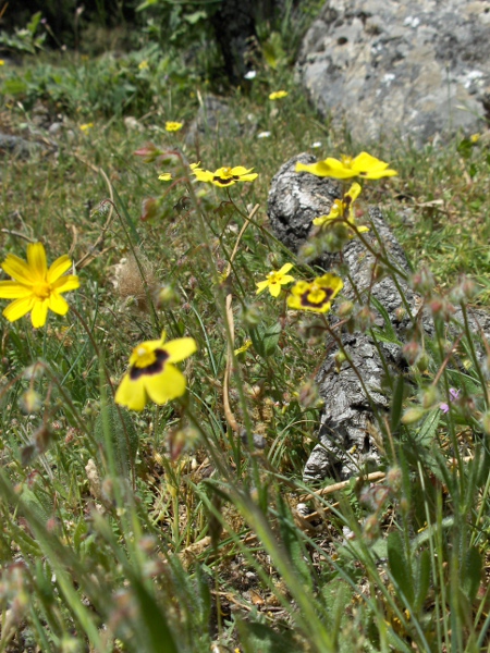 spotted rock-rose / Tuberaria guttata: _Tuberaria guttata_ is a very rare species found in north-western Wales and western Ireland. Its flowers open only in bright sunlight, and drop their petals at the slightest disturbance.