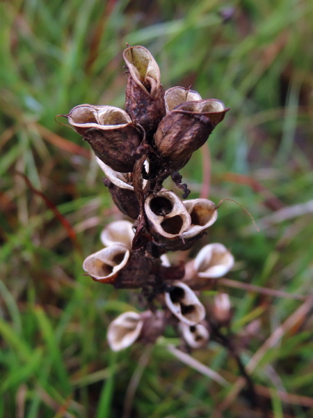 marsh lousewort / Pedicularis palustris: Like other members of its family, _Pedicularis palustris_ produces 2-celled capsules that contain the seeds; unlike _Pedicularis sylvatica_, the capsule is longer than the calyx.