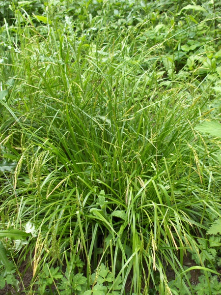 wood sedge / Carex sylvatica: _Carex sylvatica_ grows in woodlands across the British Isles.