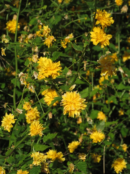 kerria / Kerria japonica: _Kerria japonica_ is usually <em>flore pleno</em>.