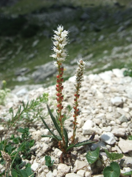 Alpine bistort / Bistorta vivipara: _Bistorta vivipara_ has flowers towards the top of the stem, but these are replaced by bulbils lower down; in harsh conditions, there may be very few flowers.