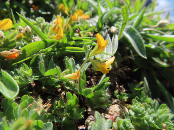 hairy bird’s-foot trefoil / Lotus subbiflorus: _Lotus subbiflorus_ is a rare plant of coastal habitats, mostly in south-western England; it is a densely hairy annual, like the even rarer _Lotus angustissimus_, but unlike _Lotus corniculatus_, _Lotus tenuis_ and _Lotus pedunculat