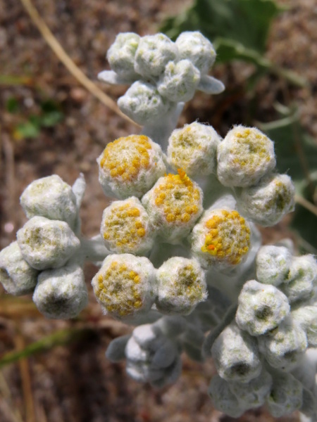 cottonweed / Achillea maritima: The whole plant is covered in a thick white felt, except the yellow flowers.