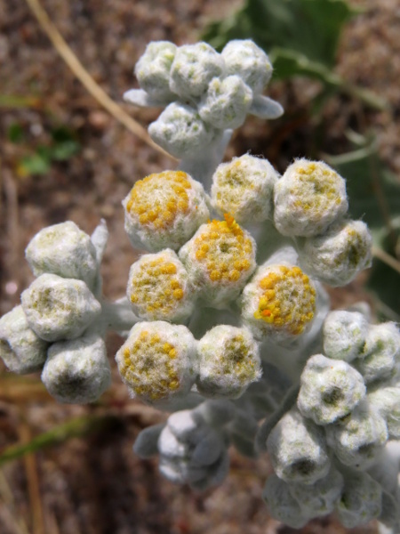 cottonweed / Achillea maritima